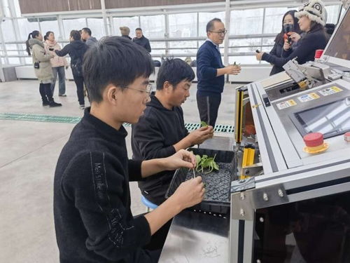 追着雪花看新疆 农业博览园中的高科技植物工厂